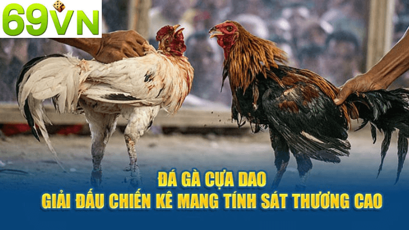 Cách Chơi Đá Gà Cựa Dao Tại 69vn